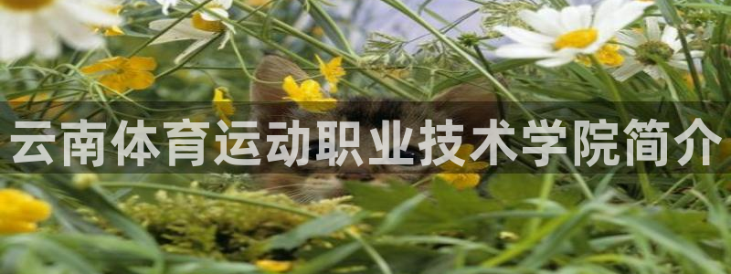 杏运4注册：云南体育运动职业技术学院简介