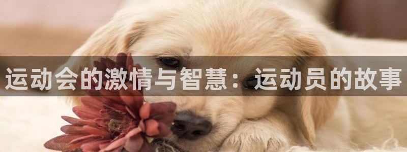 杏运达贝钙是什么：运动会的激情与智慧：运动员的故事